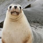South Africa Detects First Avian Flu Case in Sea Lion Population