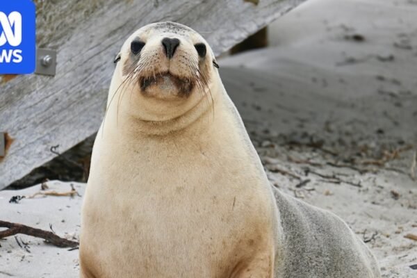 South Africa Detects First Avian Flu Case in Sea Lion Population