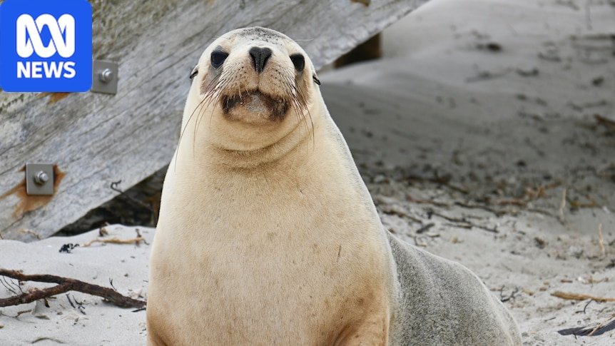 South Africa Detects First Avian Flu Case in Sea Lion Population
