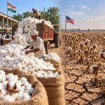Sowing Stability: India’s Fresh Harvest Meets Global Market Tightness
