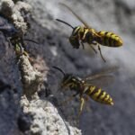 Sting in the Tail: Why Britain’s Wasps Are Turning Toxic This September