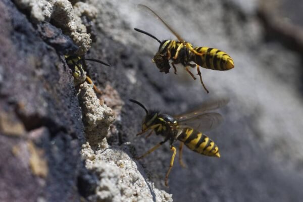 Sting in the Tail: Why Britain’s Wasps Are Turning Toxic This September