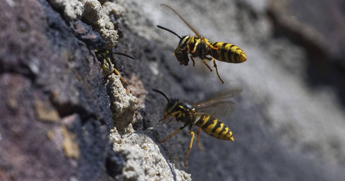 Sting in the Tail: Why Britain’s Wasps Are Turning Toxic This September