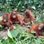 Stolen Primate Syndicate Exposed: Five Orangutans Rescued in Dramatic India Raid