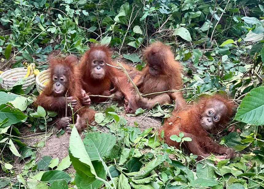 Stolen Primate Syndicate Exposed: Five Orangutans Rescued in Dramatic India Raid