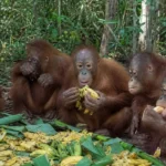 Stolen Spirits: Five Orangutan Infants Rescued in Rare India Trafficking Bust