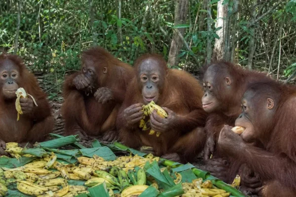 Stolen Spirits: Five Orangutan Infants Rescued in Rare India Trafficking Bust