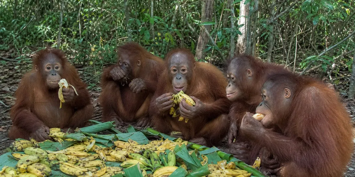Stolen Spirits: Five Orangutan Infants Rescued in Rare India Trafficking Bust