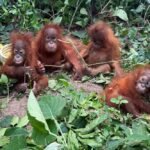 Stolen from the Canopy: The Odisha Rescue Exposing India’s Illicit Exotic Pet Trade