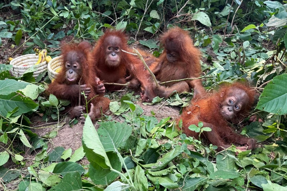Stolen from the Canopy: The Odisha Rescue Exposing India’s Illicit Exotic Pet Trade