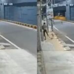 Stray Dogs Save Woman From Molester