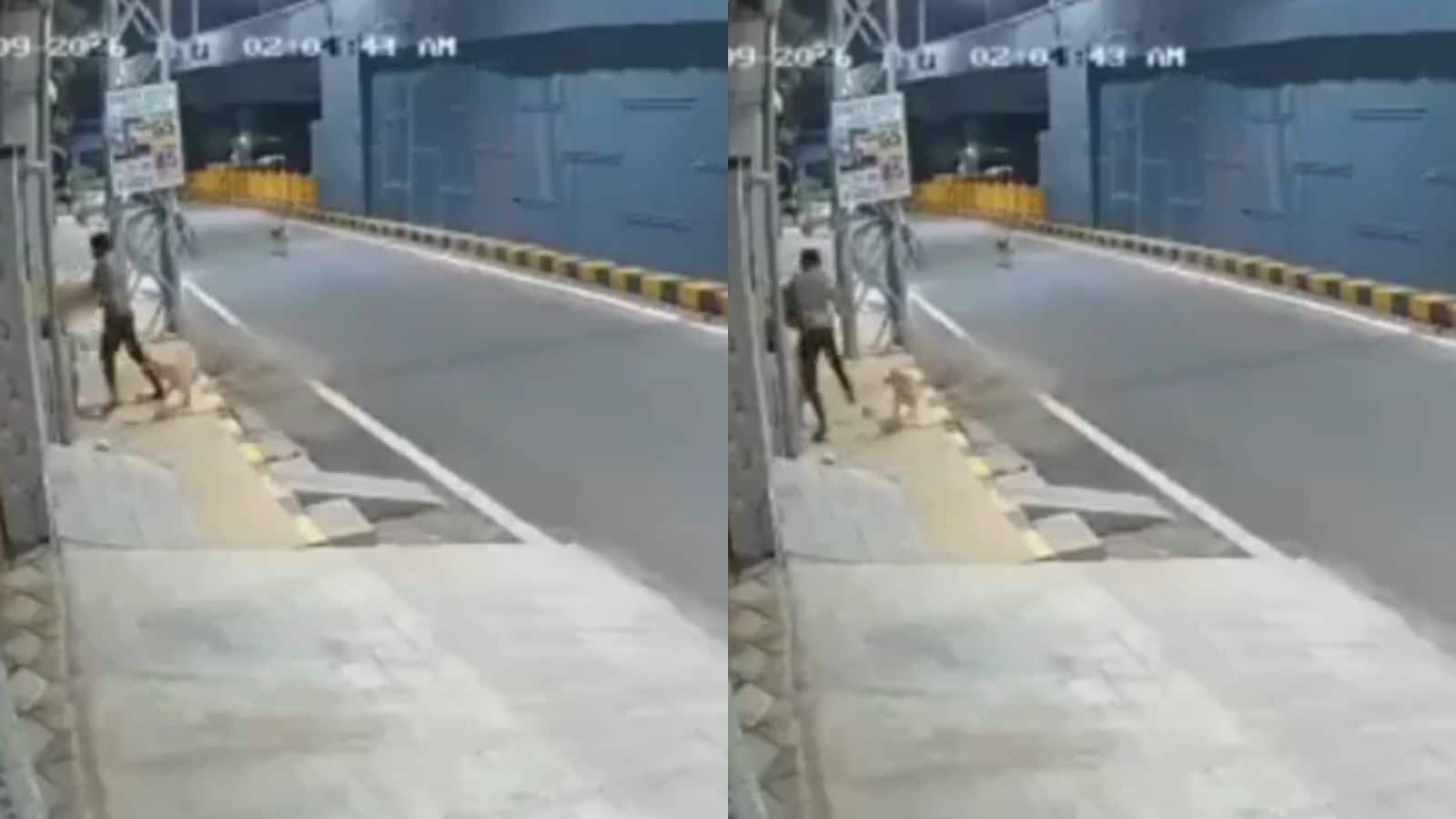 Stray Dogs Save Woman From Molester