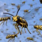 Swarm of Fury: One Dead, Seven Injured in Lindula Wasp Attack