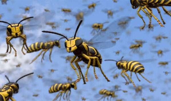 Swarm of Fury: One Dead, Seven Injured in Lindula Wasp Attack