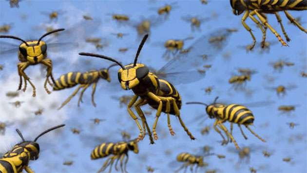 Swarm of Fury: One Dead, Seven Injured in Lindula Wasp Attack