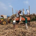 Sweetening the Season: India Orders Sugar Mills to Keep Prices Festive-Friendly
