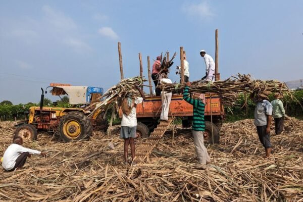 Sweetening the Season: India Orders Sugar Mills to Keep Prices Festive-Friendly