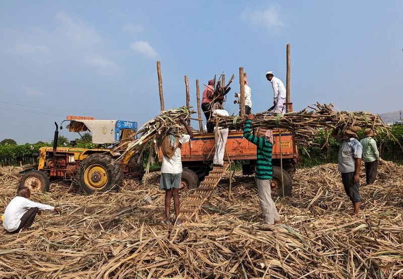 Sweetening the Season: India Orders Sugar Mills to Keep Prices Festive-Friendly