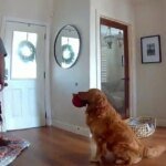 Tail-Wagging Terror: Burglar Outfoxed by Poodle’s Playdate