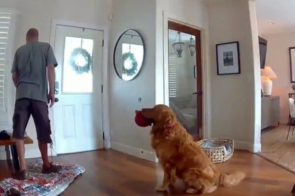 Tail-Wagging Terror: Burglar Outfoxed by Poodle’s Playdate