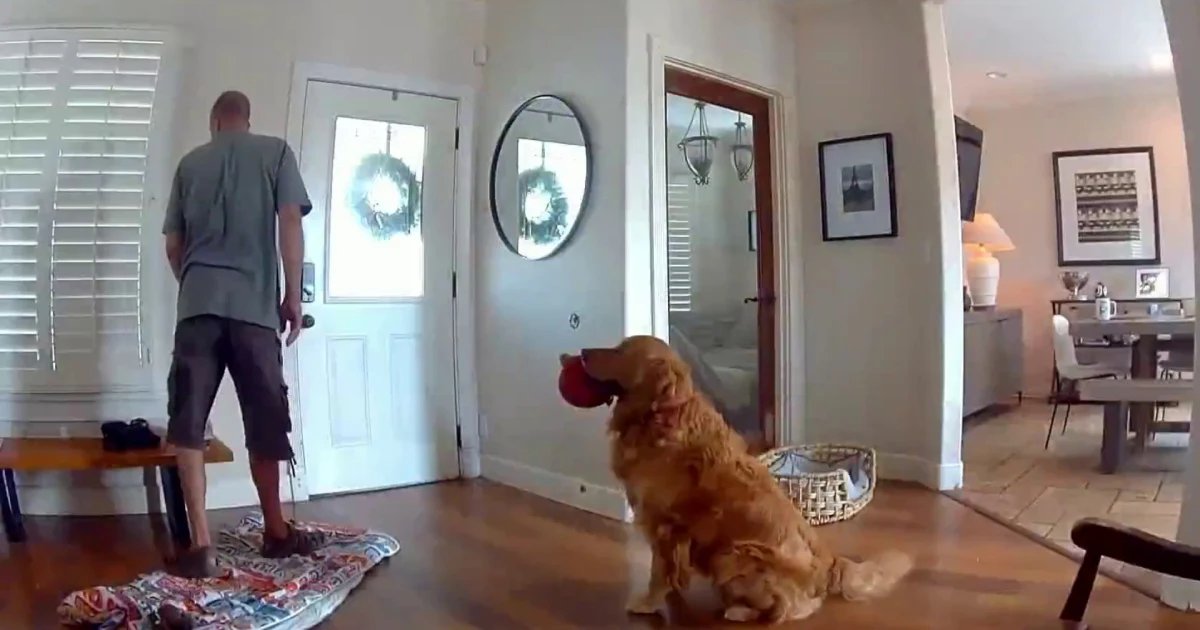 Tail-Wagging Terror: Burglar Outfoxed by Poodle’s Playdate
