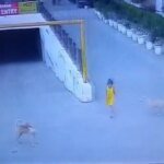 Terror in Ghaziabad: Six-Year-Old Girl Dragged by Stray Pack in Harrowing Near-Fatal Attack