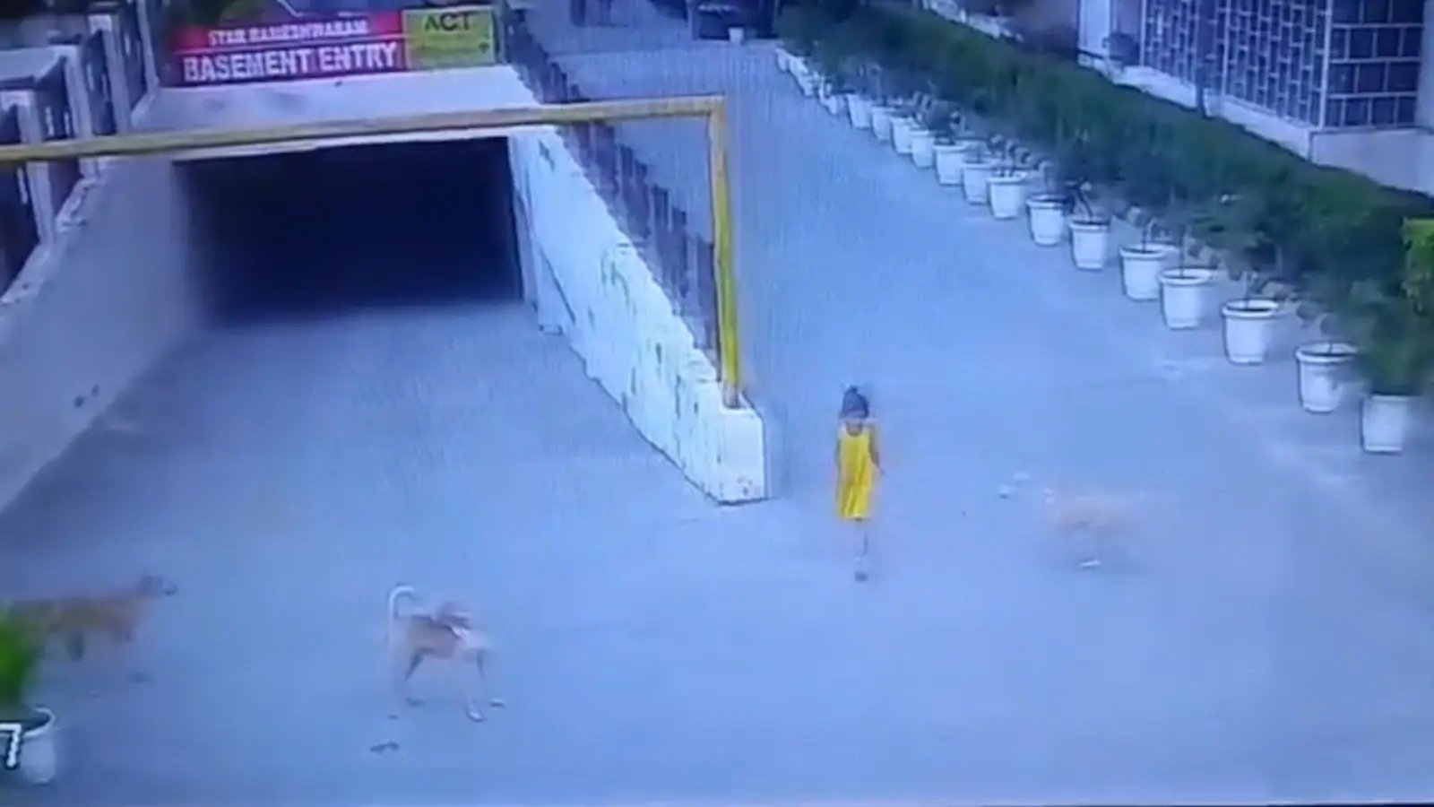 Terror in Ghaziabad: Six-Year-Old Girl Dragged by Stray Pack in Harrowing Near-Fatal Attack