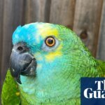 The Bird Who Loved Chips Too Much to Take Flight