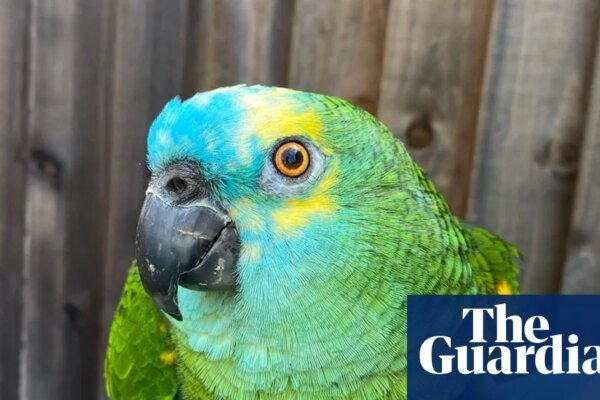 The Bird Who Loved Chips Too Much to Take Flight