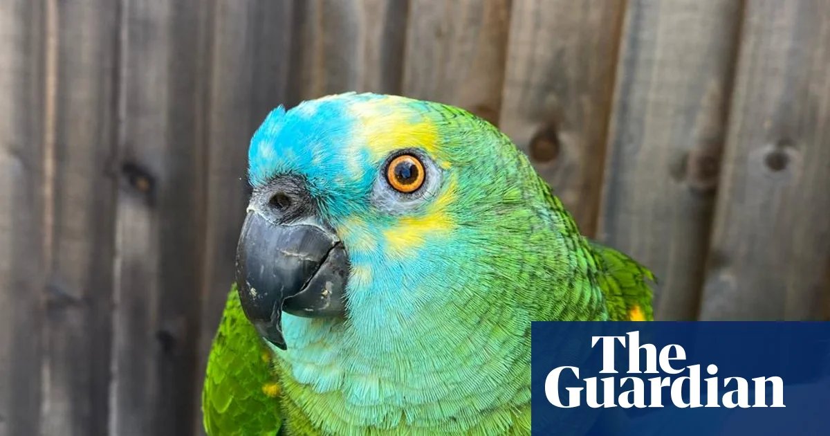 The Bird Who Loved Chips Too Much to Take Flight