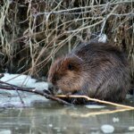 The Dam-Building Renaissance: How Beavers Are Reclaiming Their Kingdom After Four Centuries
