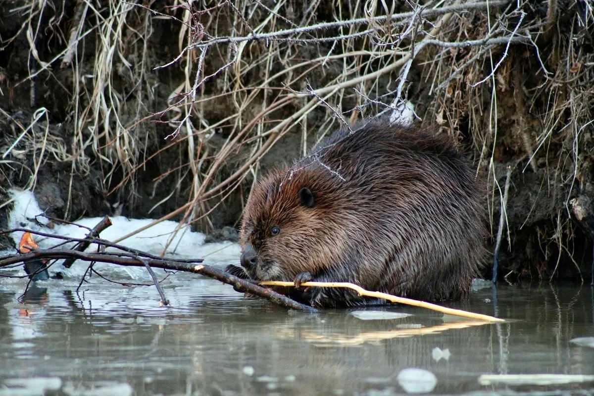 The Dam-Building Renaissance: How Beavers Are Reclaiming Their Kingdom After Four Centuries