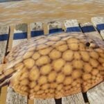 The Great Migration: Scientists Stunned as Record-Shattering Stingray Journeys Defy Biological Odds