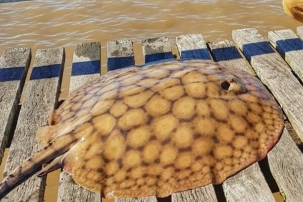 The Great Migration: Scientists Stunned as Record-Shattering Stingray Journeys Defy Biological Odds