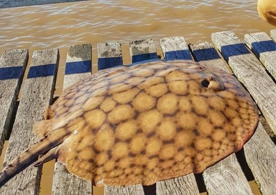 The Great Migration: Scientists Stunned as Record-Shattering Stingray Journeys Defy Biological Odds