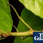 The Great Pretender: Queensland’s New Stick Insect Species Unmasked After Century of Confusion