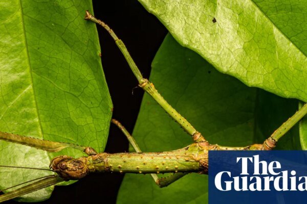 The Great Pretender: Queensland’s New Stick Insect Species Unmasked After Century of Confusion