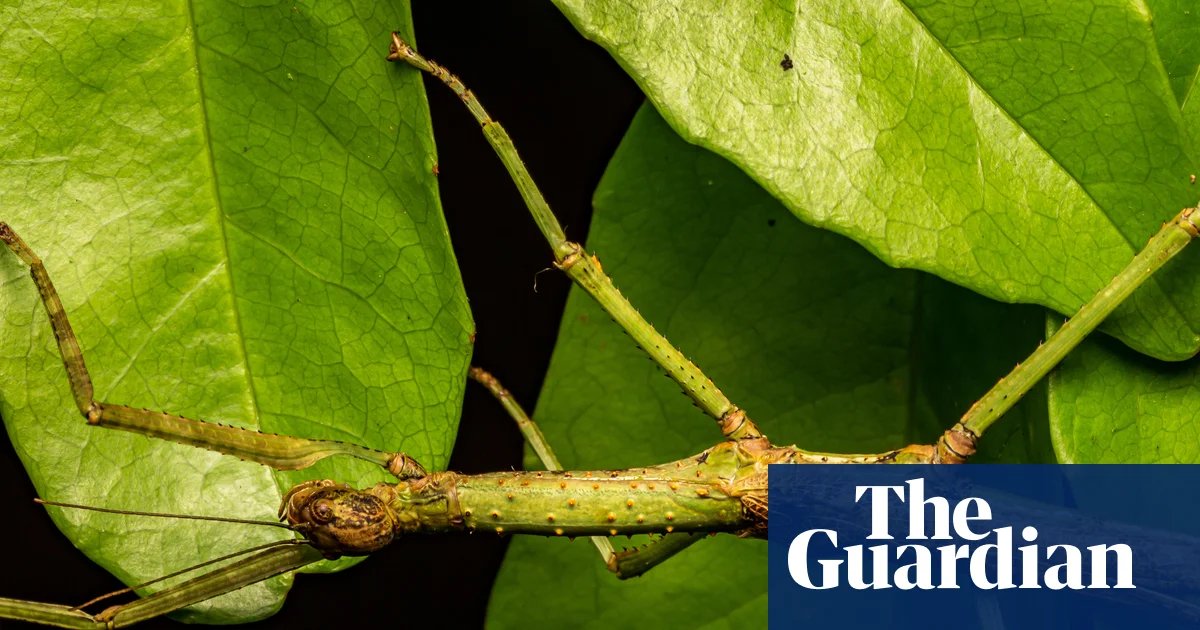 The Great Pretender: Queensland’s New Stick Insect Species Unmasked After Century of Confusion
