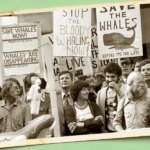 The Green Constant: Why Americans Are Refusing to Let Conservation Fade