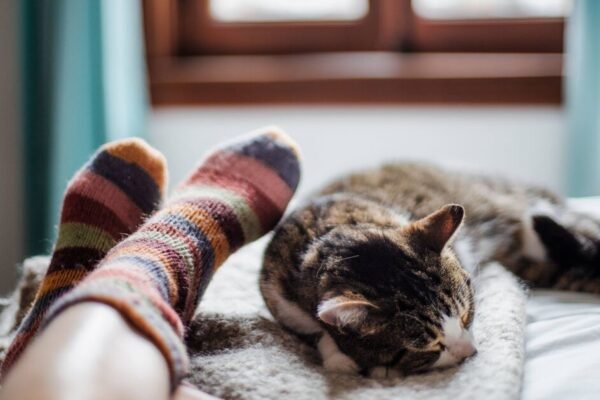 The Hidden Instinct: Why Your Cat Really Claims Your Bed as Its Own