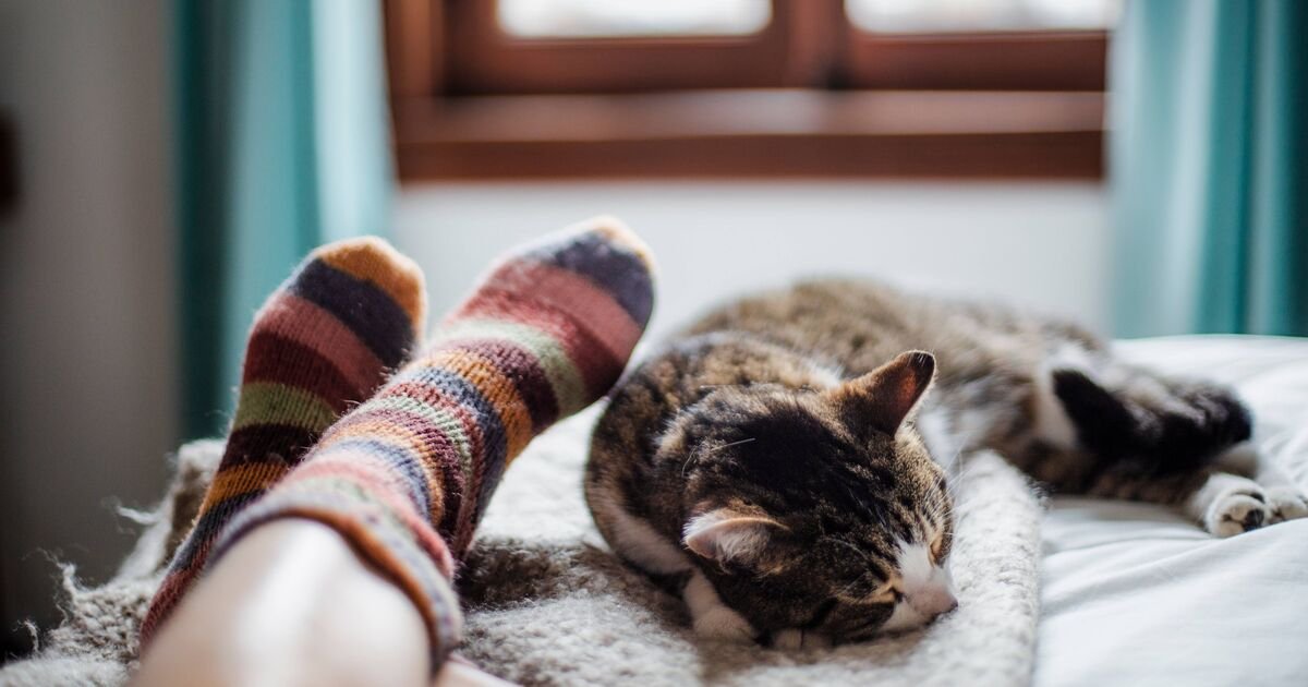 The Hidden Instinct: Why Your Cat Really Claims Your Bed as Its Own