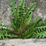 The Household Staple That Silences Your Garden Weeds for Good