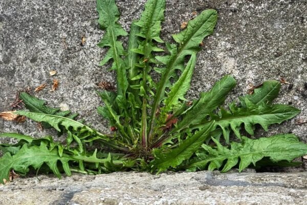 The Household Staple That Silences Your Garden Weeds for Good