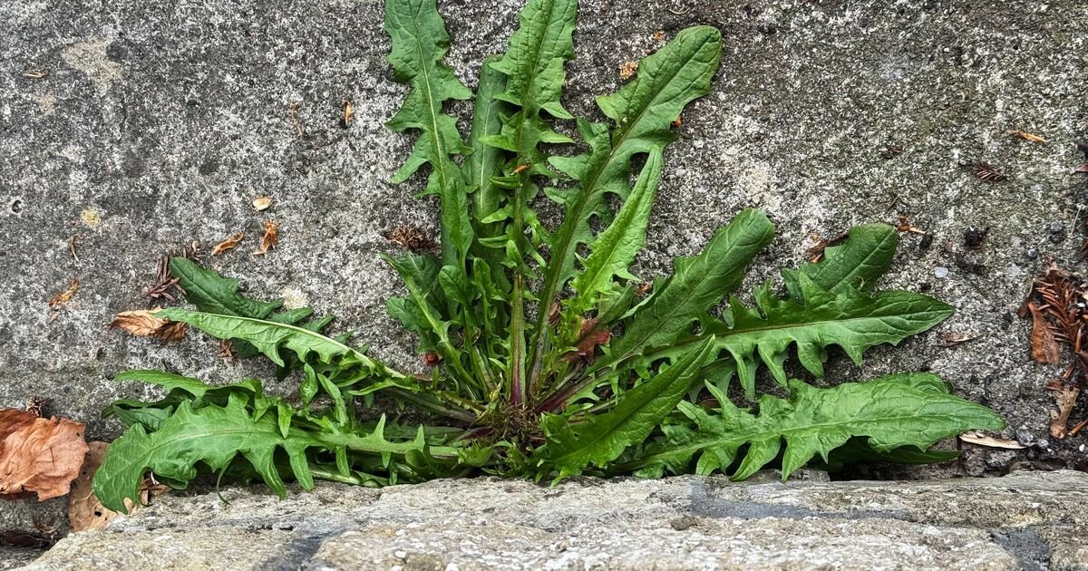The Household Staple That Silences Your Garden Weeds for Good