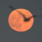 The Hunter’s Supermoon: Your Guide to Tracking October’s Celestial Spectacle