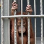 The Primate Paradox: Why Odisha’s Orangutan Expansion Spells Ecological Crisis