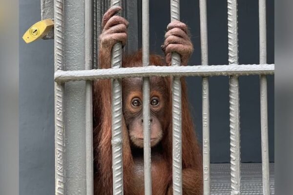 The Primate Paradox: Why Odisha’s Orangutan Expansion Spells Ecological Crisis