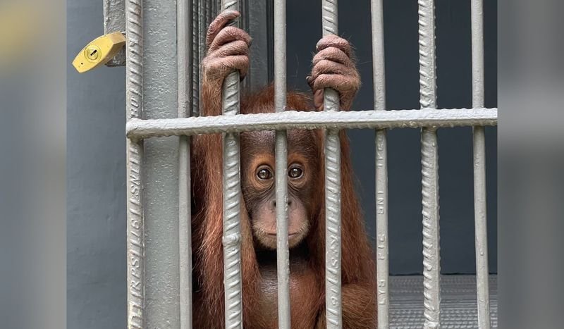The Primate Paradox: Why Odisha’s Orangutan Expansion Spells Ecological Crisis
