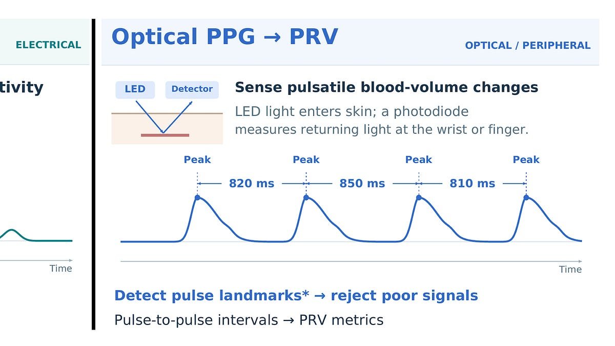 The Pulse of Distrust: Why Your Wearable’s Readiness Score Is Only Half the Story