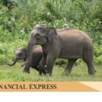 The Silent Extinction: 146 Elephants Lost to Bangladesh’s Environmental Crisis